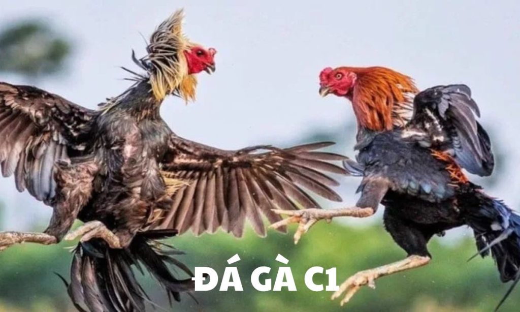 Đá gà trực tiếp C1 rất đáng xem