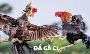 Đá gà trực tiếp C1 rất đáng xem
