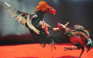 Đá Gà Trực Tiếp - Trải Nghiệm Giải Trí Đặc Sắc, Chất Lượng