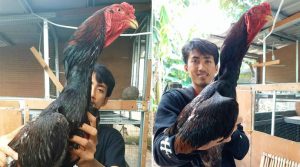 Ayam buruan